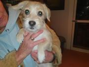 Fundtier Tier-ID 35645