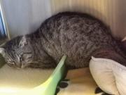 Fundtier Tier-ID 35872