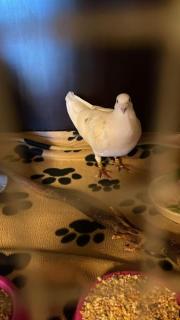 Fundtier Tier-ID 36056