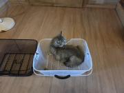 Fundtier Tier-ID 36162