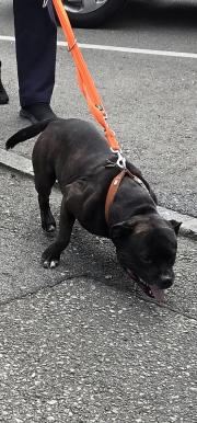 Fundtier Tier-ID 36582