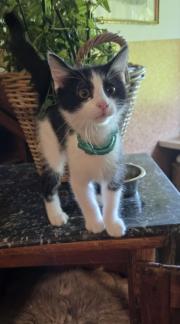 Fundtier Tier-ID 37203