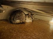 Fundtier Tier-ID 37946