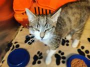 Fundtier Tier-ID 37943