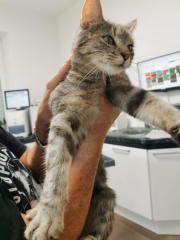 Fundtier Tier-ID 37848