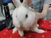 Fundtier Tier-ID 38072