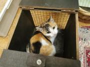 Fundtier Tier-ID 39170