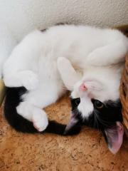 Fundtier Tier-ID 39175