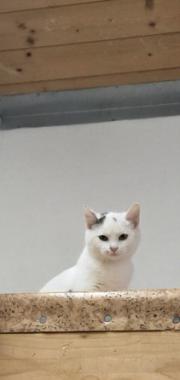 Fundtier Tier-ID 39173