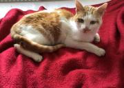 Fundtier Tier-ID 38879