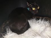 Fundtier Tier-ID 39242