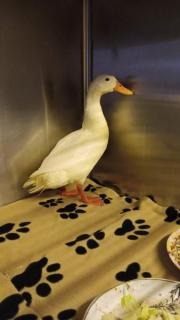 Fundtier Tier-ID 39804