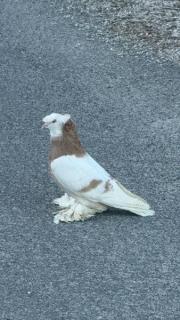 Fundtier Tier-ID 39542