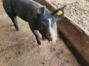 Fundtier Tier-ID 24900