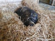 Fundtier Tier-ID 24894