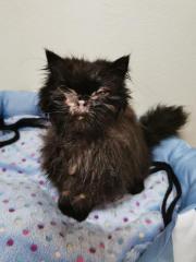 Fundtier Tier-ID 24958