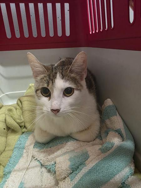 Europäische Hauskatze