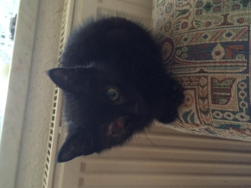 Europäische Hauskatze
