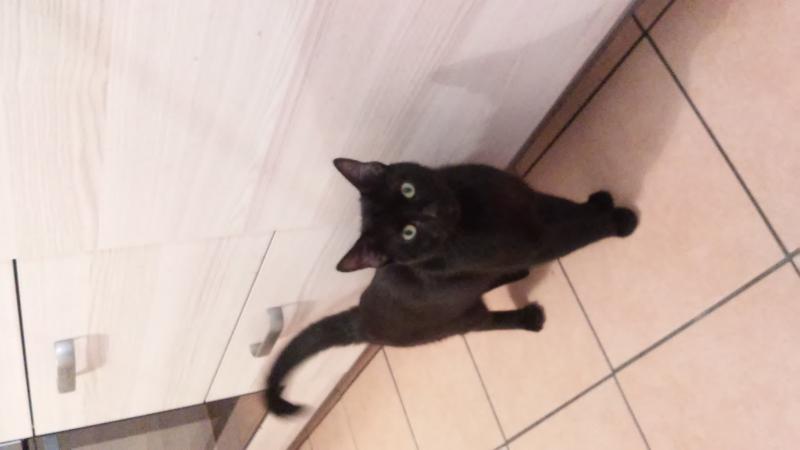 Europäische Hauskatze