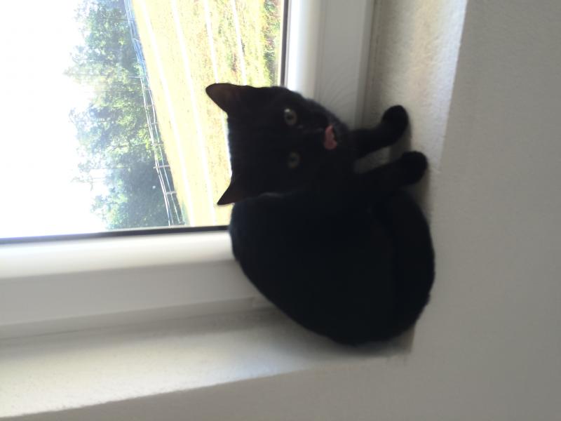 Europäische Hauskatze
