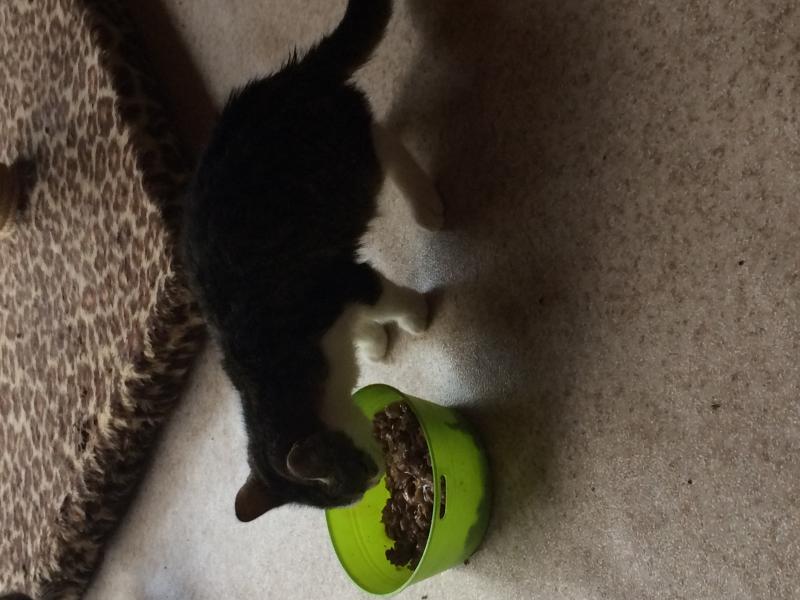 Europäische Hauskatze