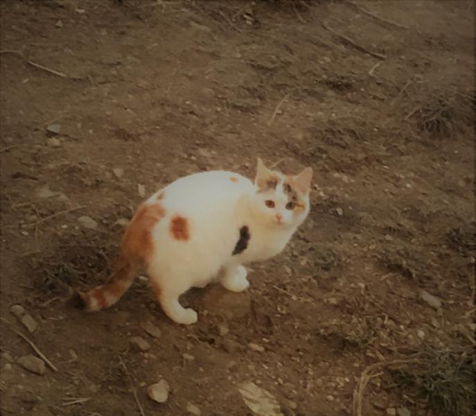 Europäische Hauskatze