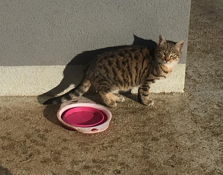 Europäische Hauskatze
