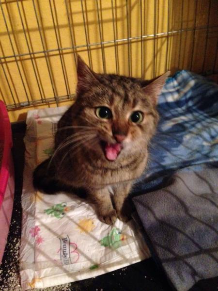 Europäische Hauskatze