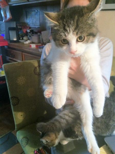 Europäische Hauskatze