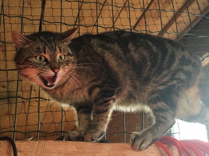 Europäische Hauskatze