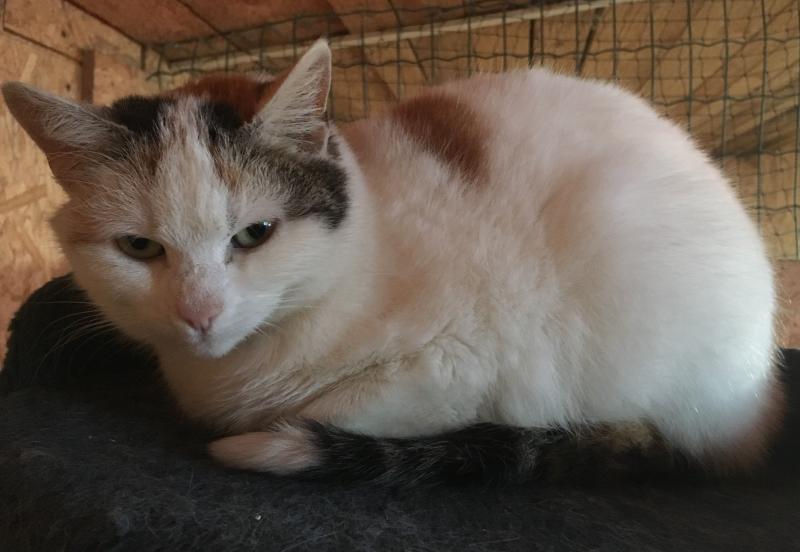 Europäische Hauskatze