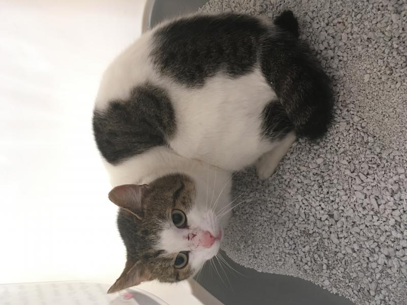Europäische Hauskatze