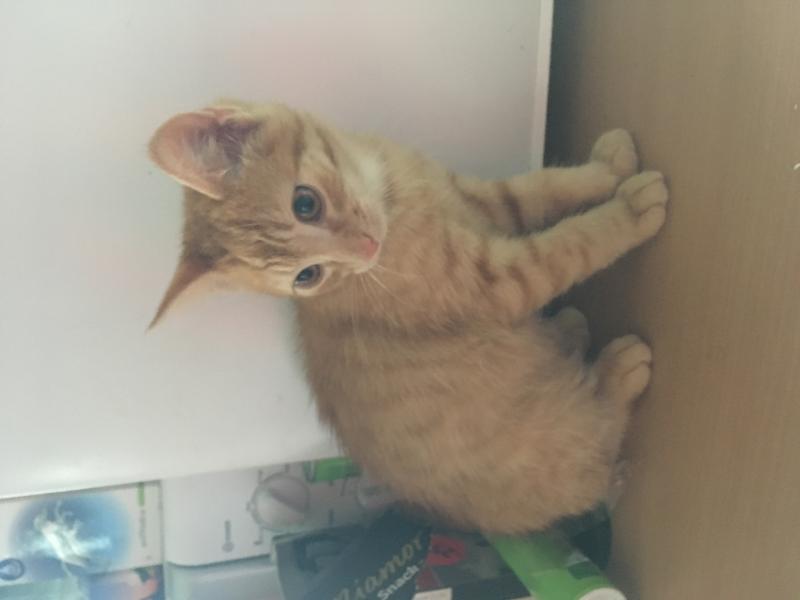 Europäische Hauskatze
