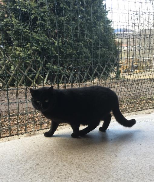 Europäische Hauskatze