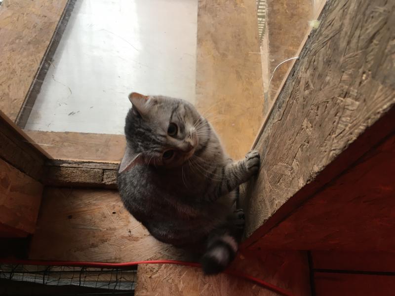 Europäische Hauskatze