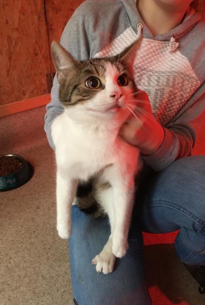 Europäische Hauskatze