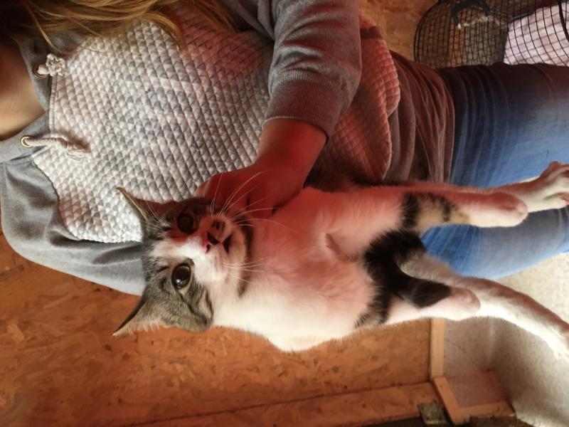 Europäische Hauskatze