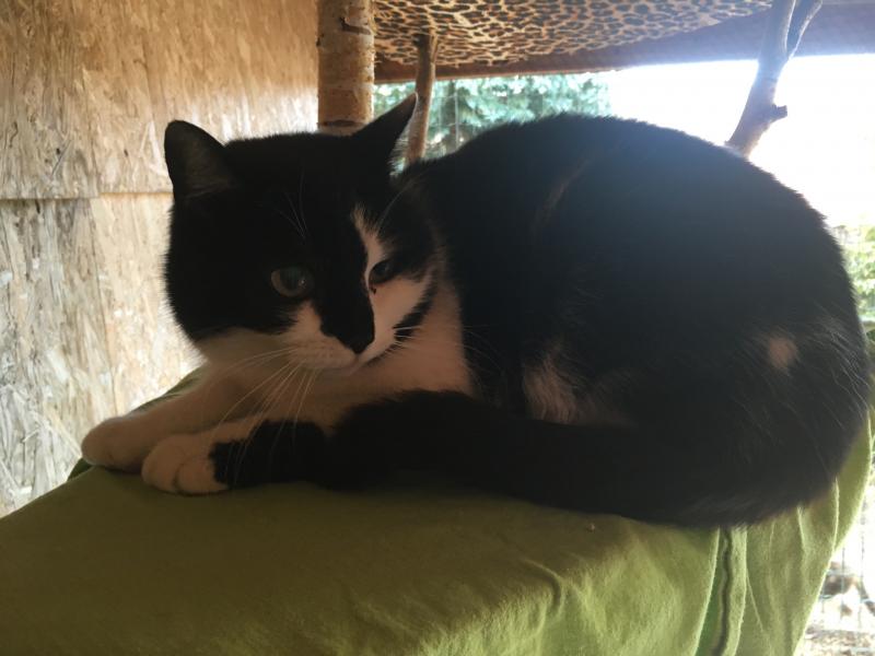 Europäische Hauskatze