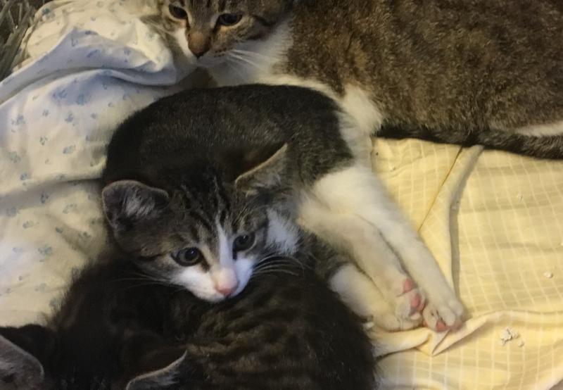 Europäische Hauskatze