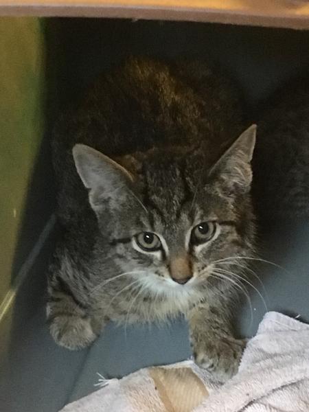 Europäische Hauskatze