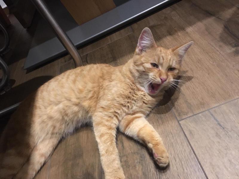 Europäische Hauskatze