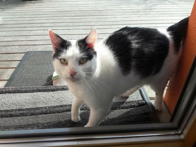Europäische Hauskatze