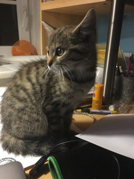 Europäische Hauskatze