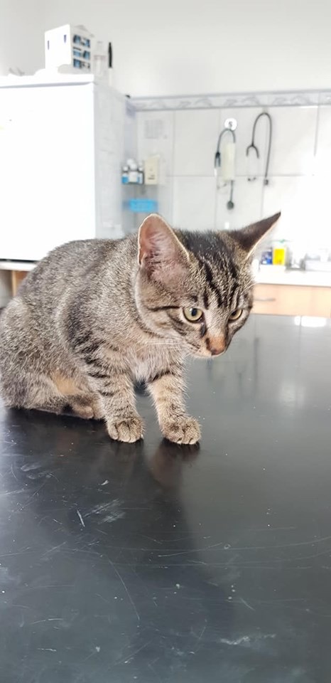 Europäische Hauskatze
