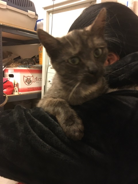 Europäische Hauskatze