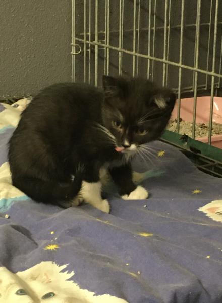 Europäische Hauskatze