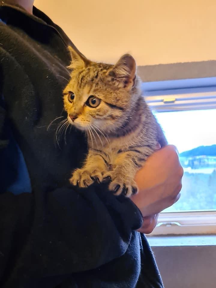 Europäische Hauskatze