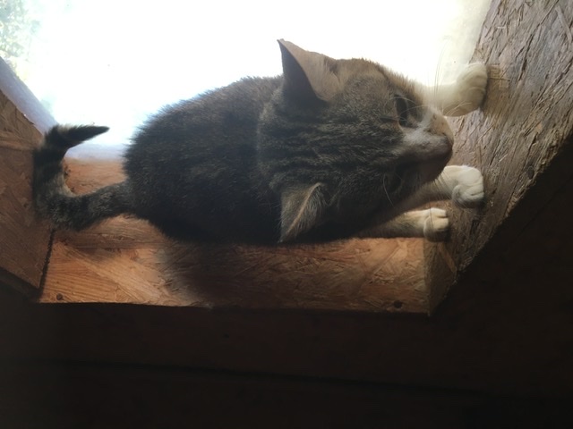 Europäische Hauskatze