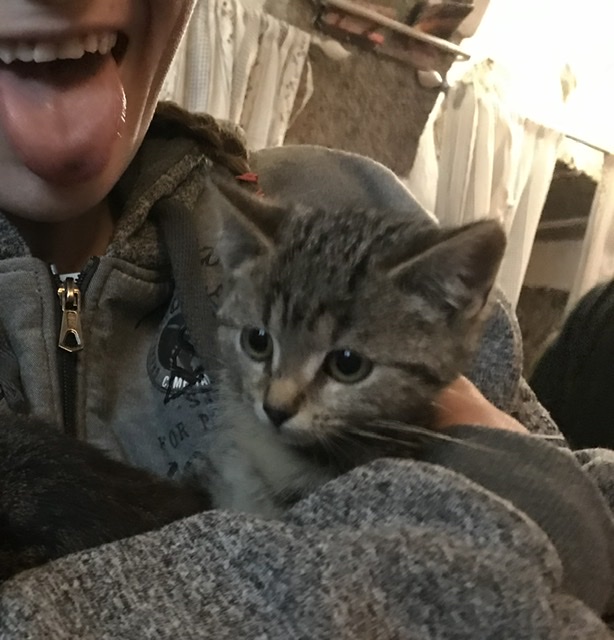 Europäische Hauskatze