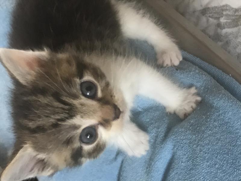 Europäische Hauskatze